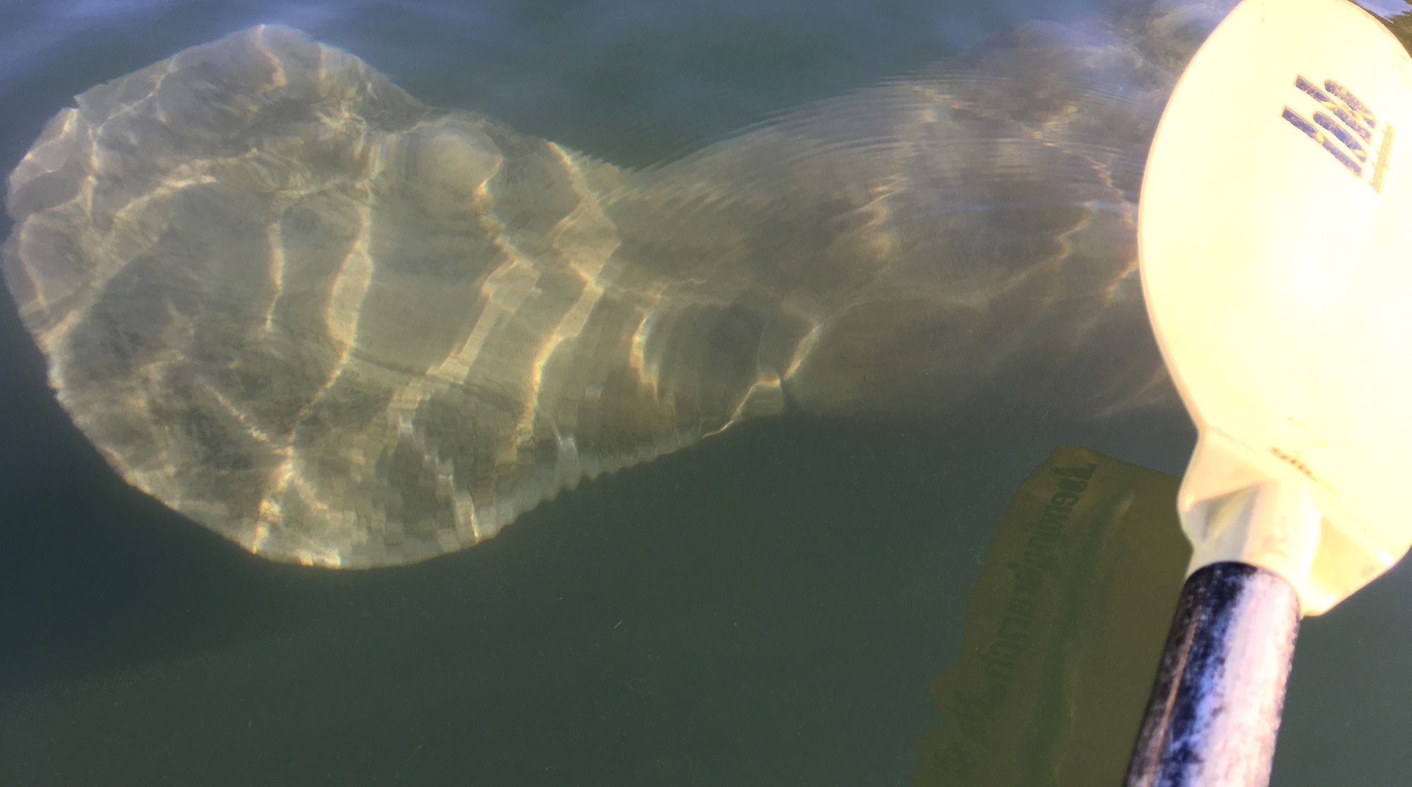 Jim's giant Manatee "ghost"