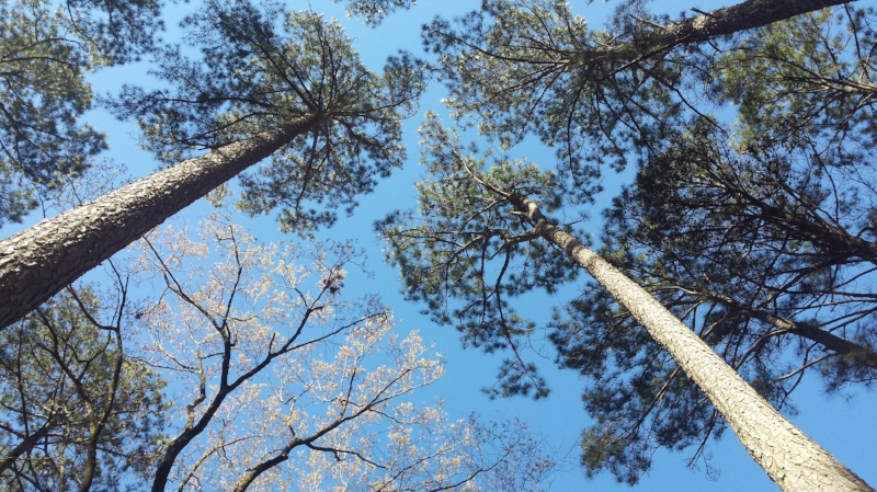 The pines are so tall! Beautiful against a brilliant March sky.