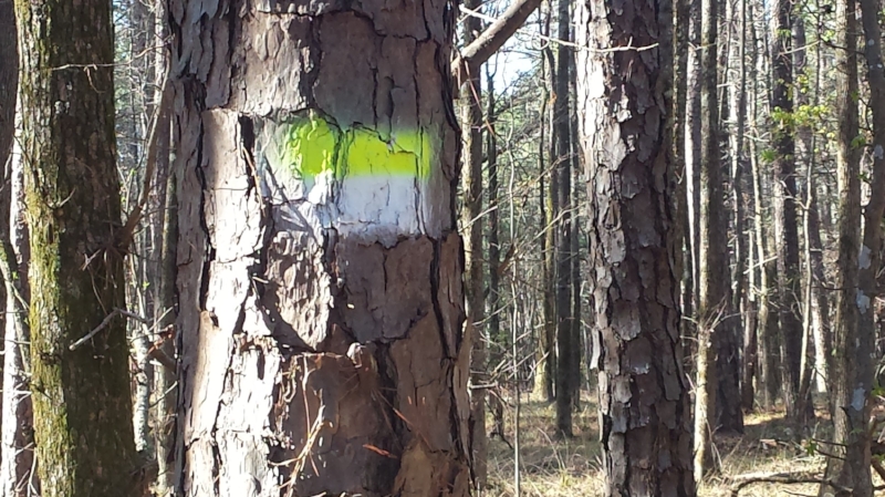 The color blaze on the trees indicate which trail you are hiking