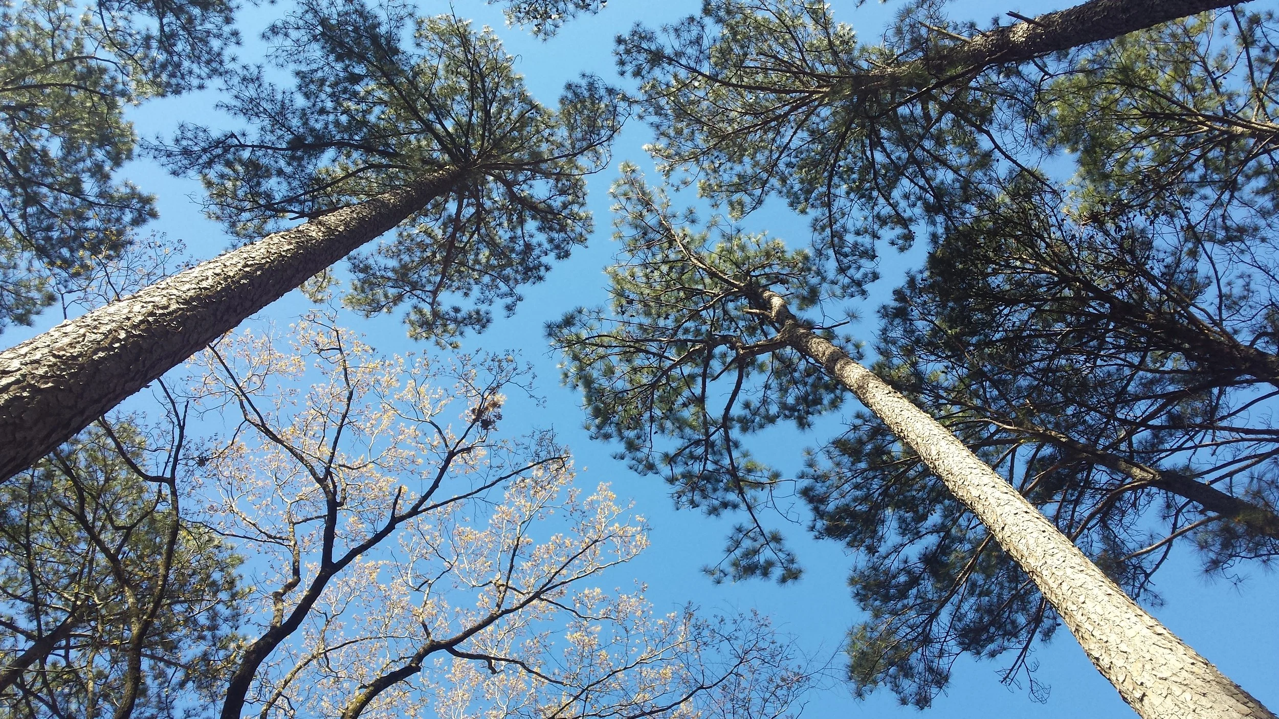 treetops.jpg