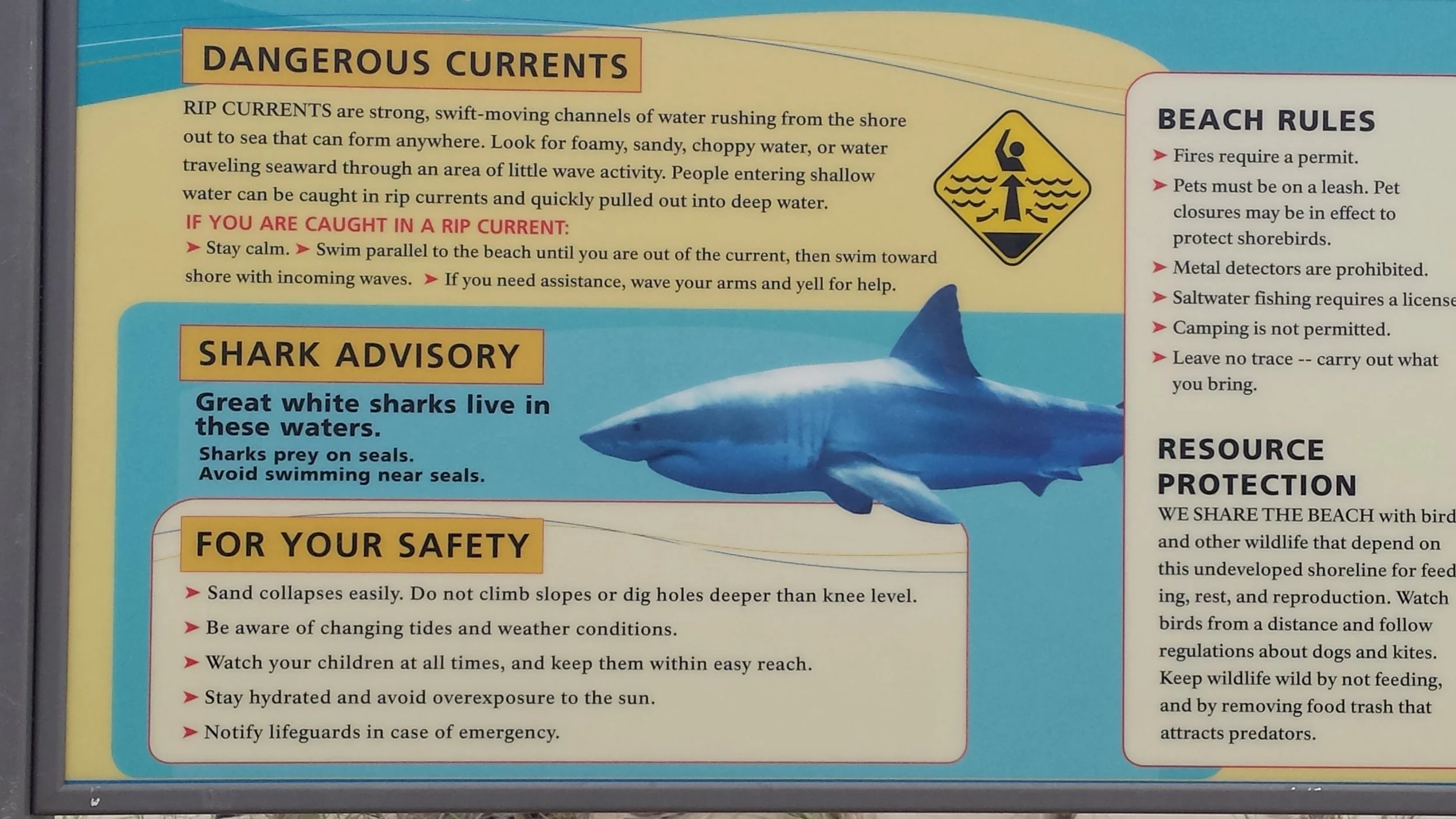 Yikes! Great White Sharks?!