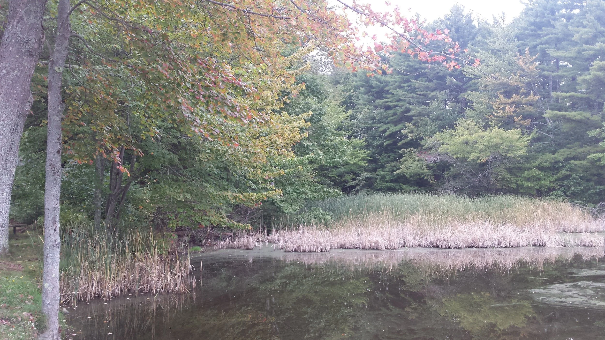 Pond at our campsite