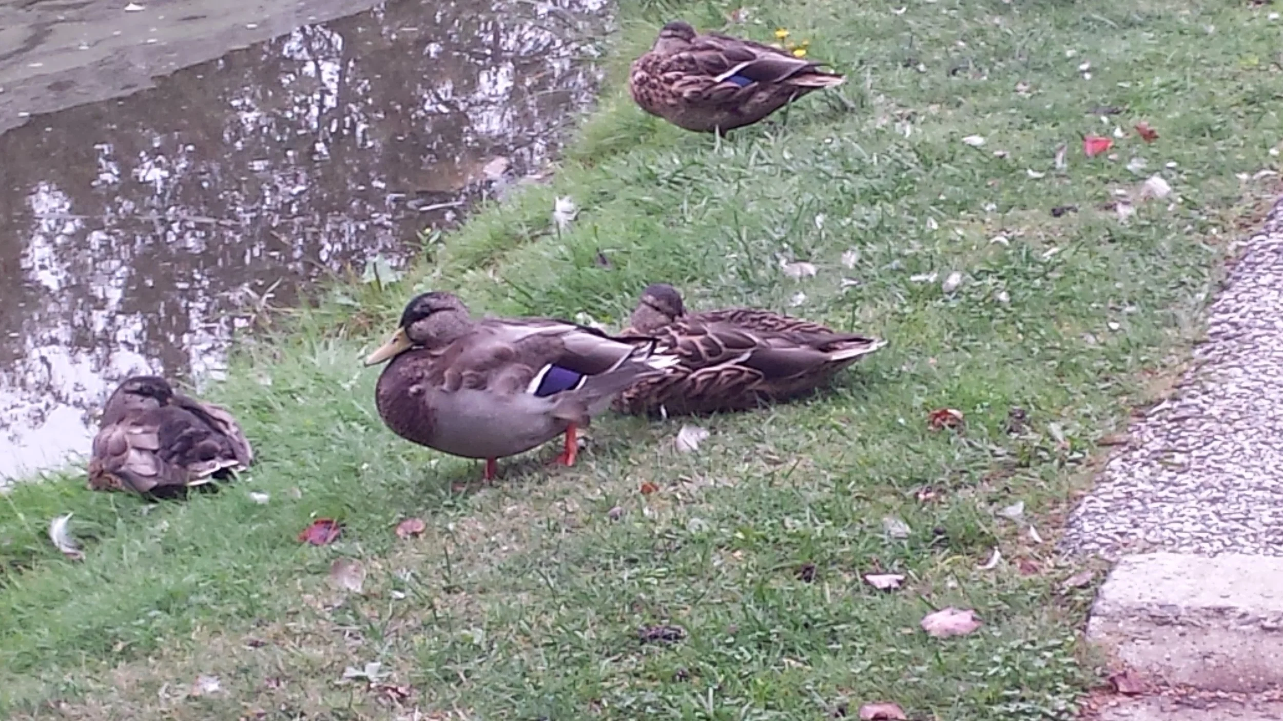 Our companions at Wild Duck Campground
