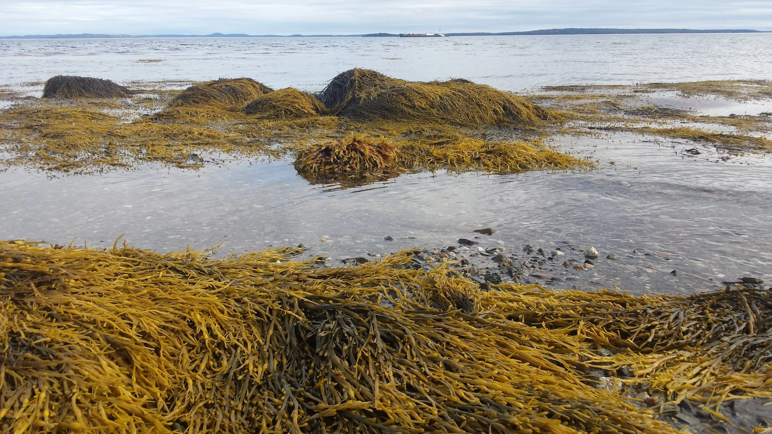 At low tide, the seaweed draped over the boulders, but at high tide, it stands up and dances in the current . 