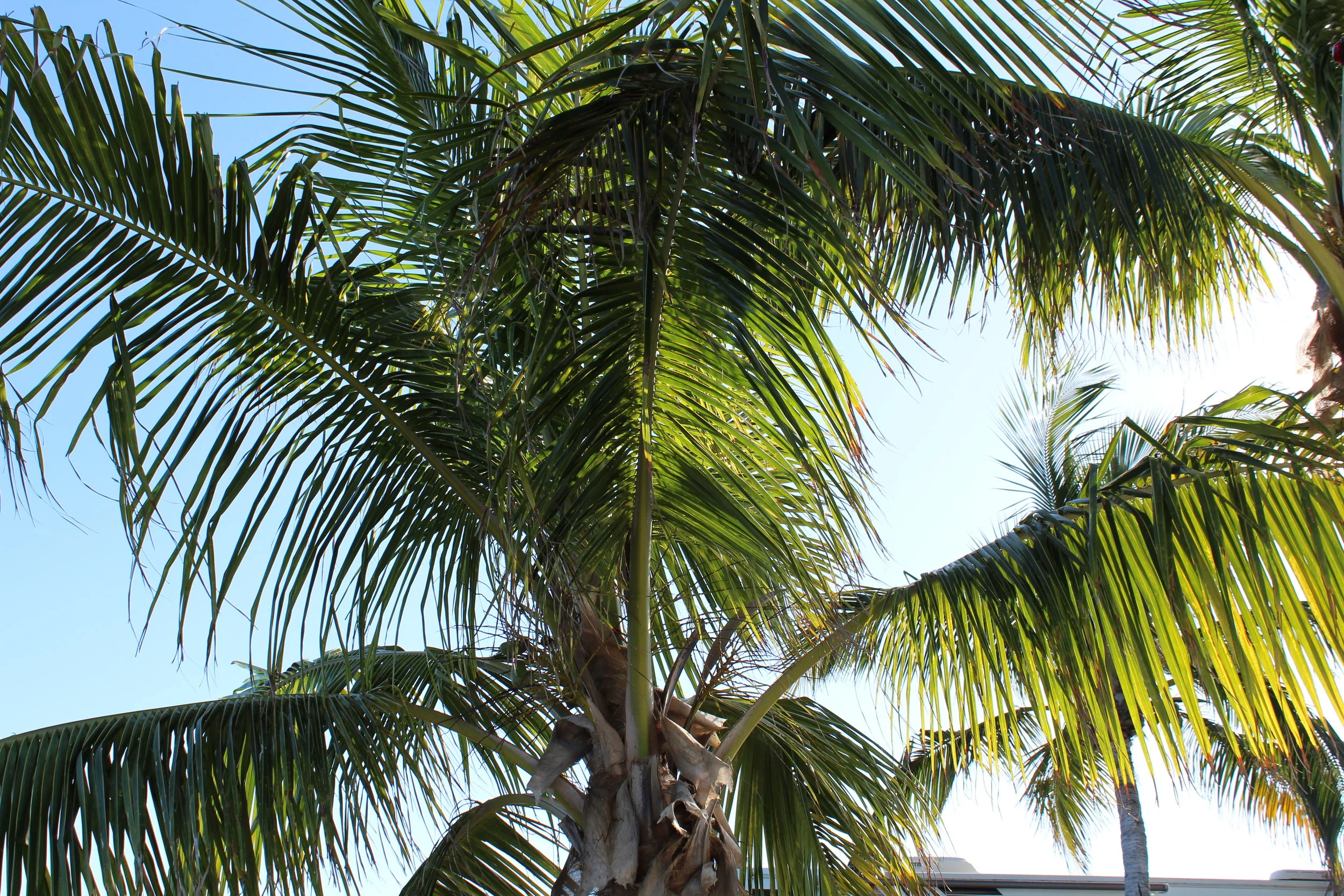 Ever-present palms are iconic in the Keys