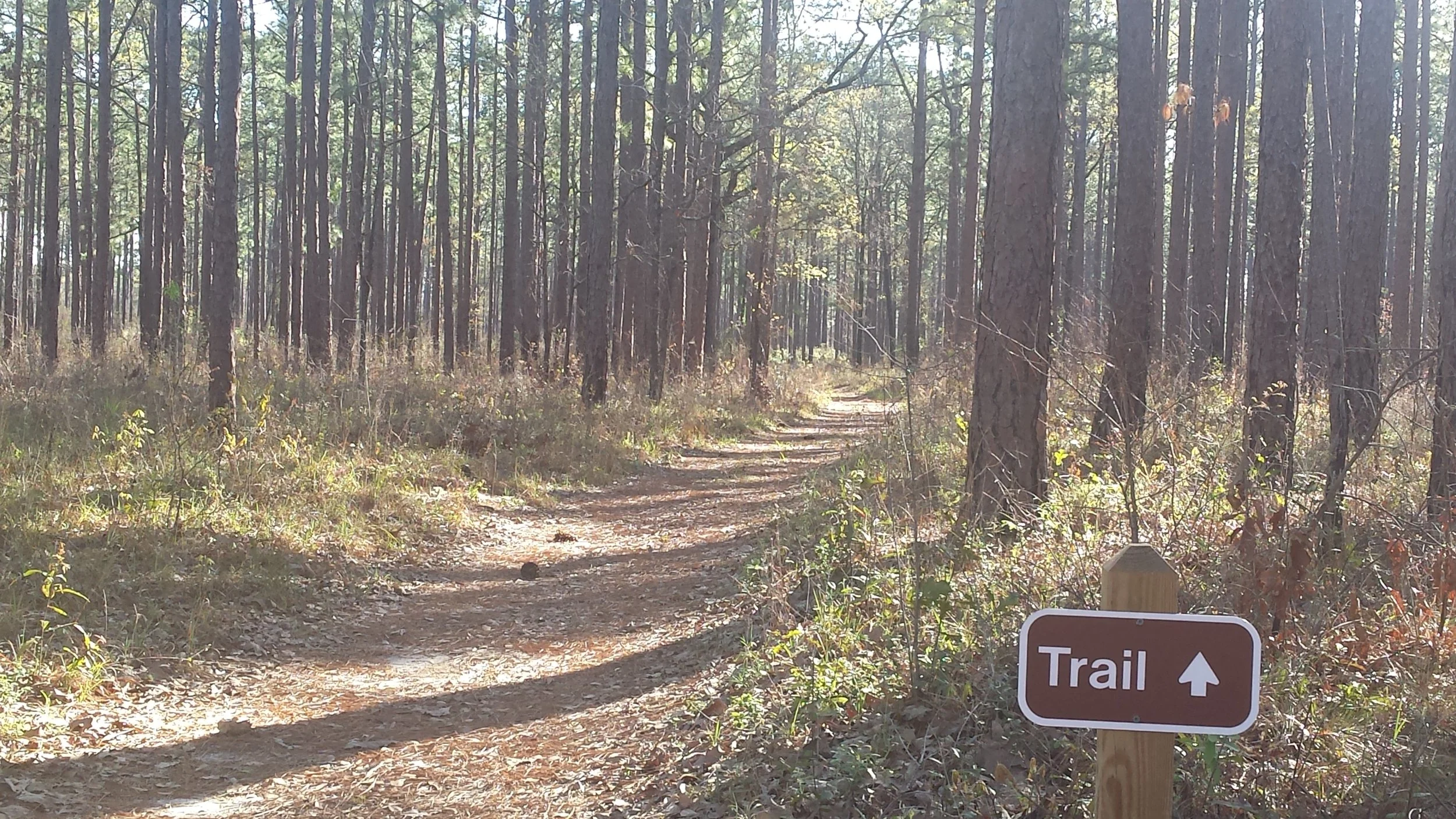 trail-at-seminole-state-park.jpg