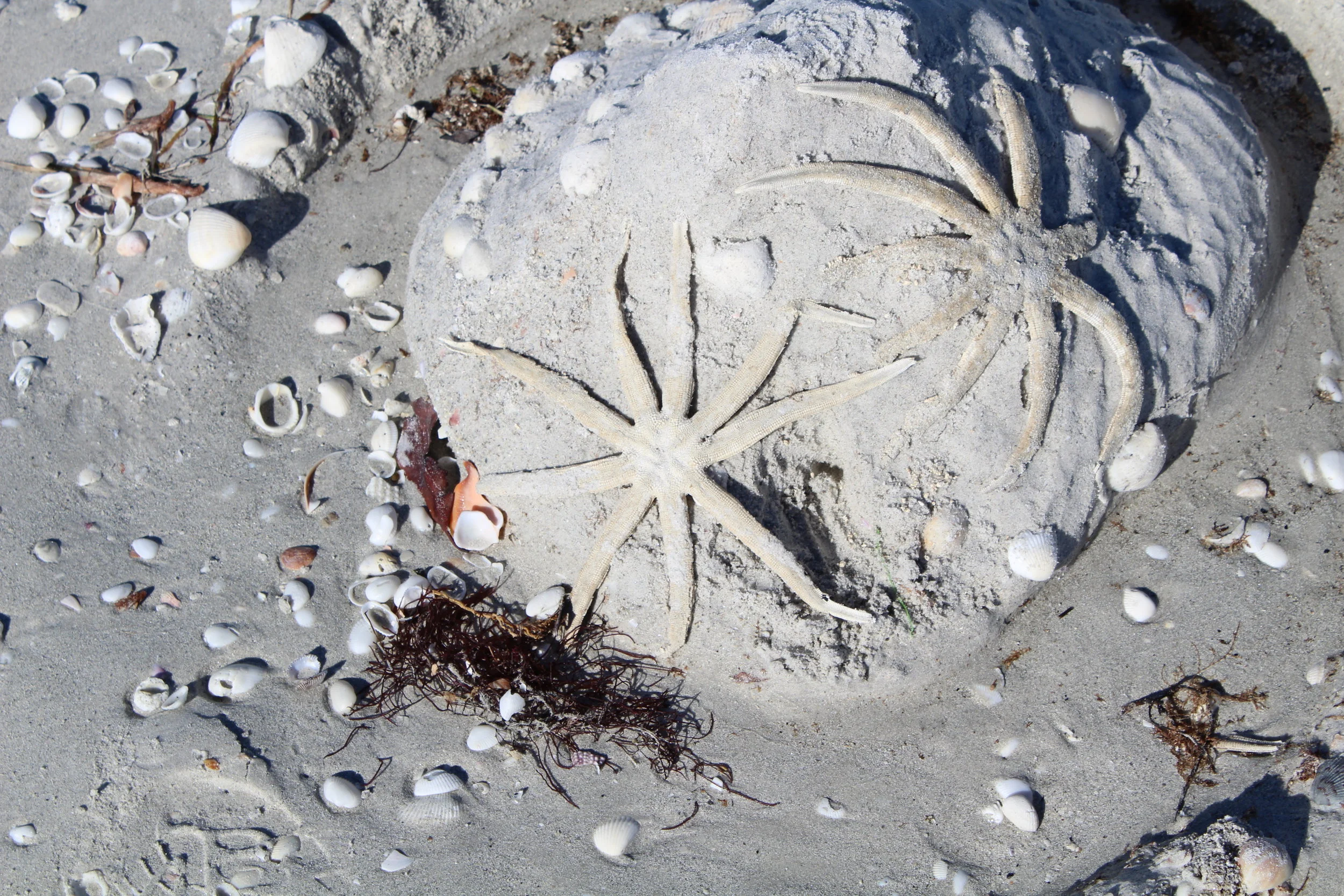 Starfish on the beach become artwork for a sand sculpter