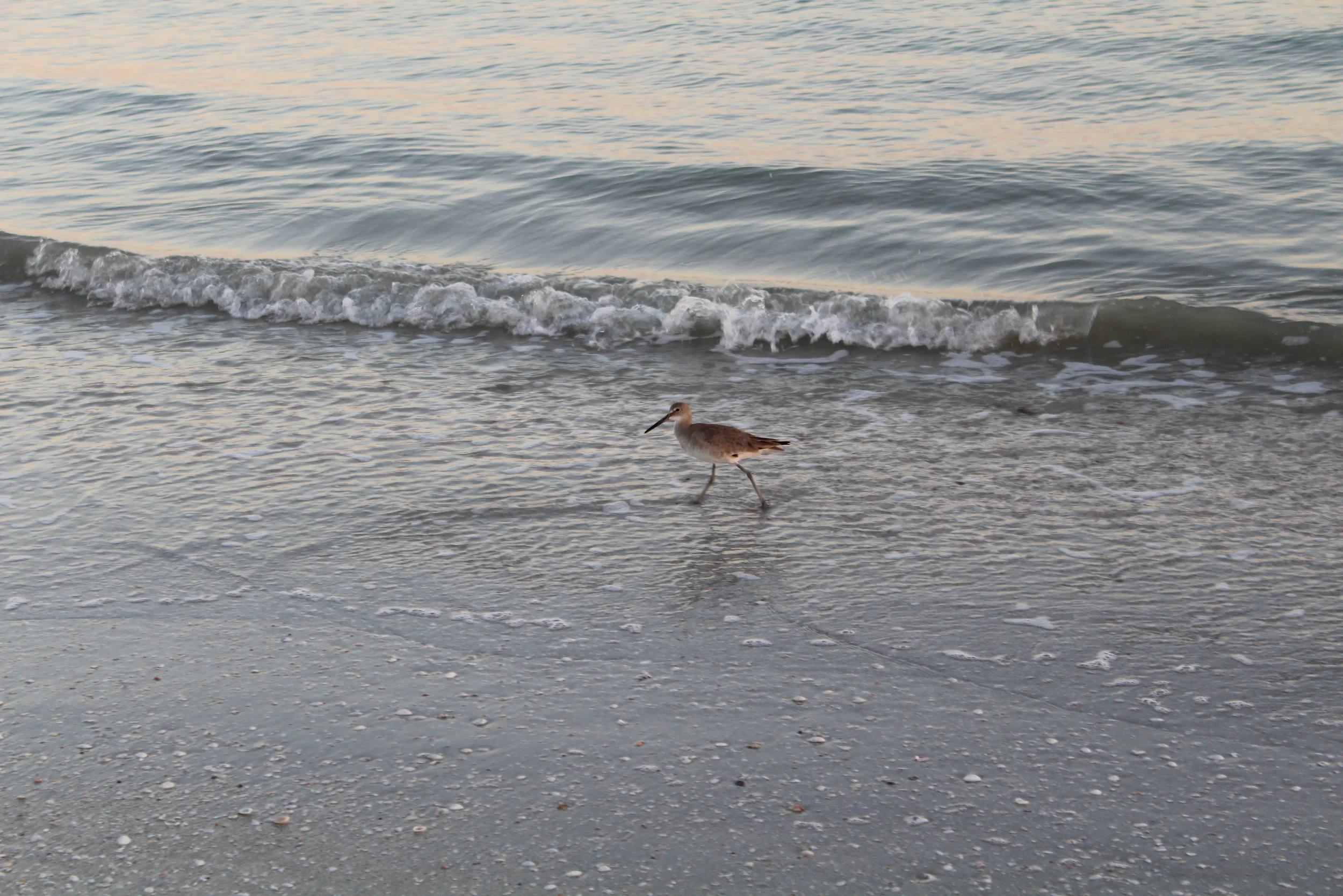 Company on the beach at sunset