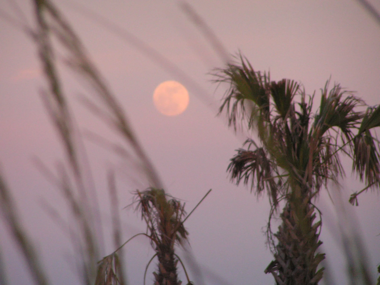 moon-rise.jpg