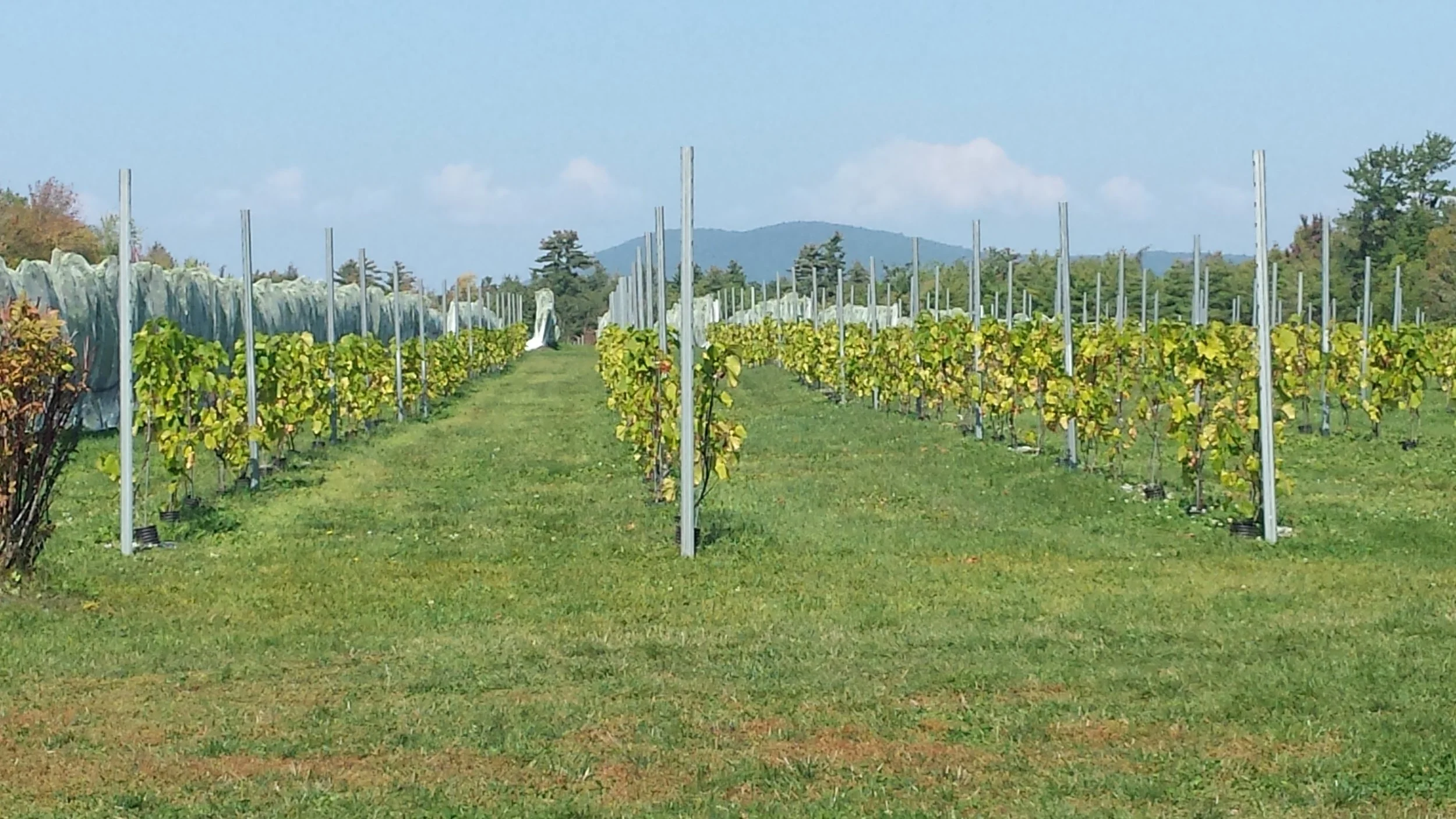 netting-over-vines.jpg
