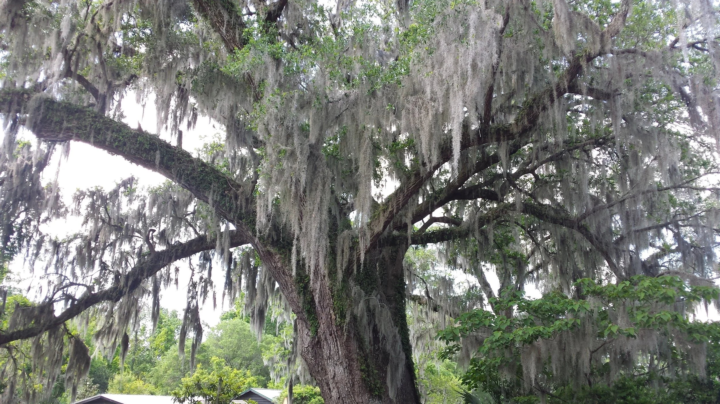 Spanish Moss drapes every Live Oak!