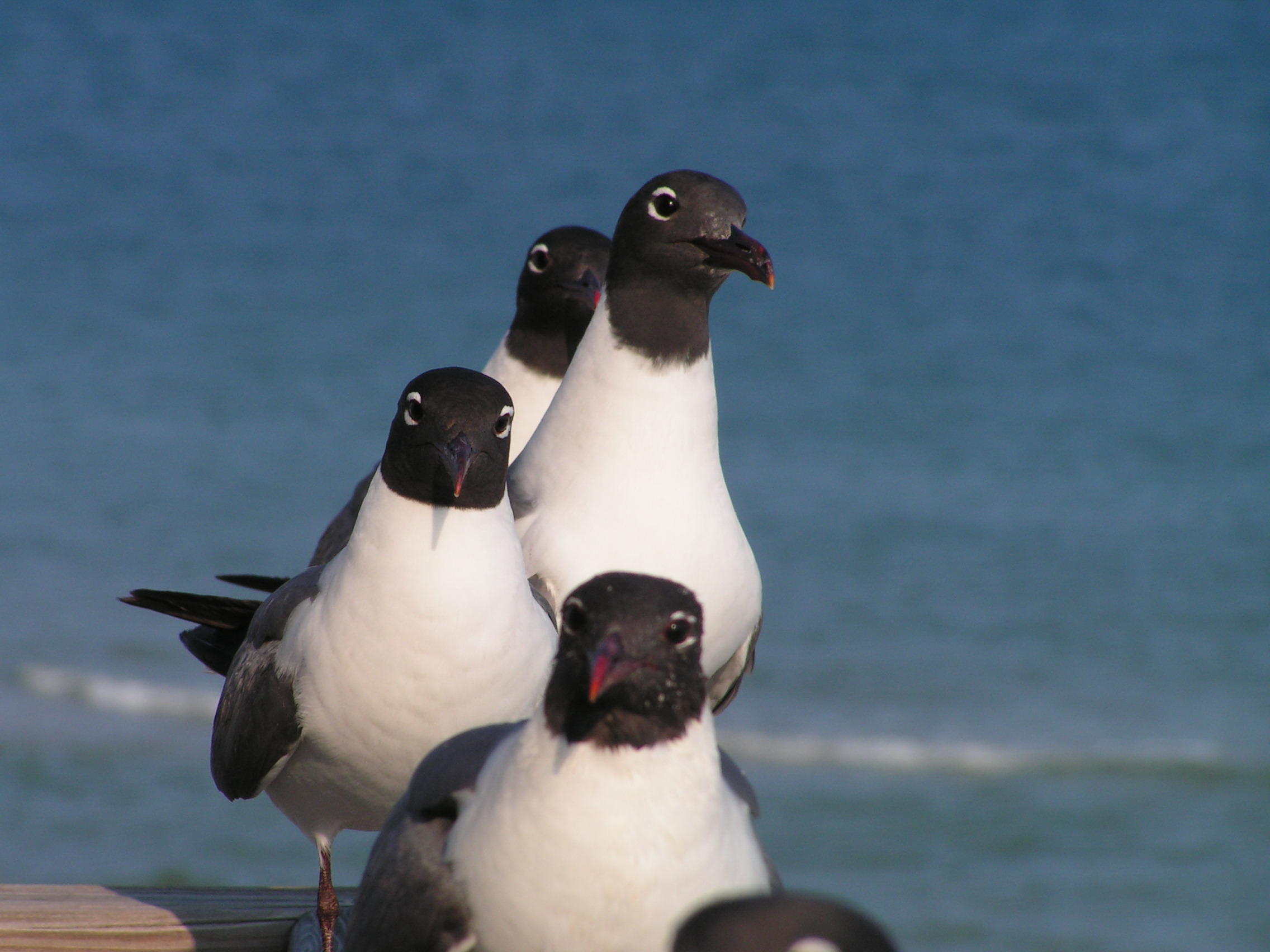 St. George Island hosts many types of seabirds - like these photogenic sea gulls!