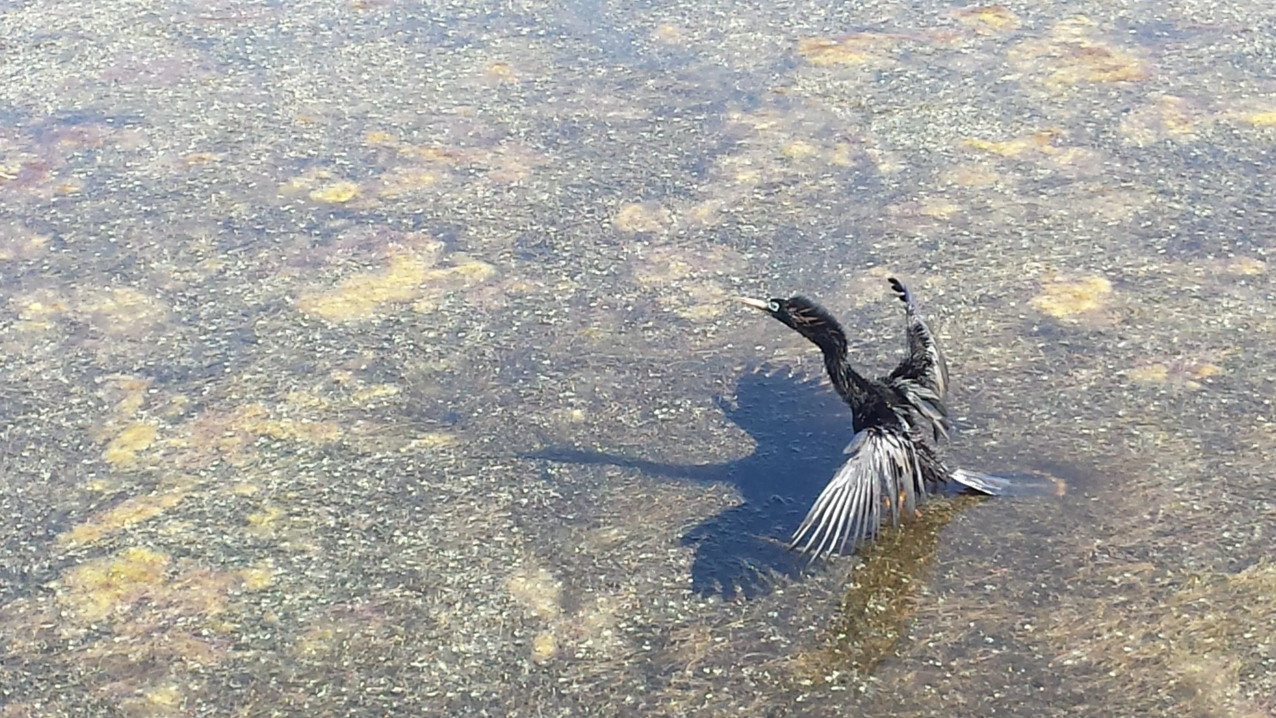 Cormorant drying his feathers after a fishing dive