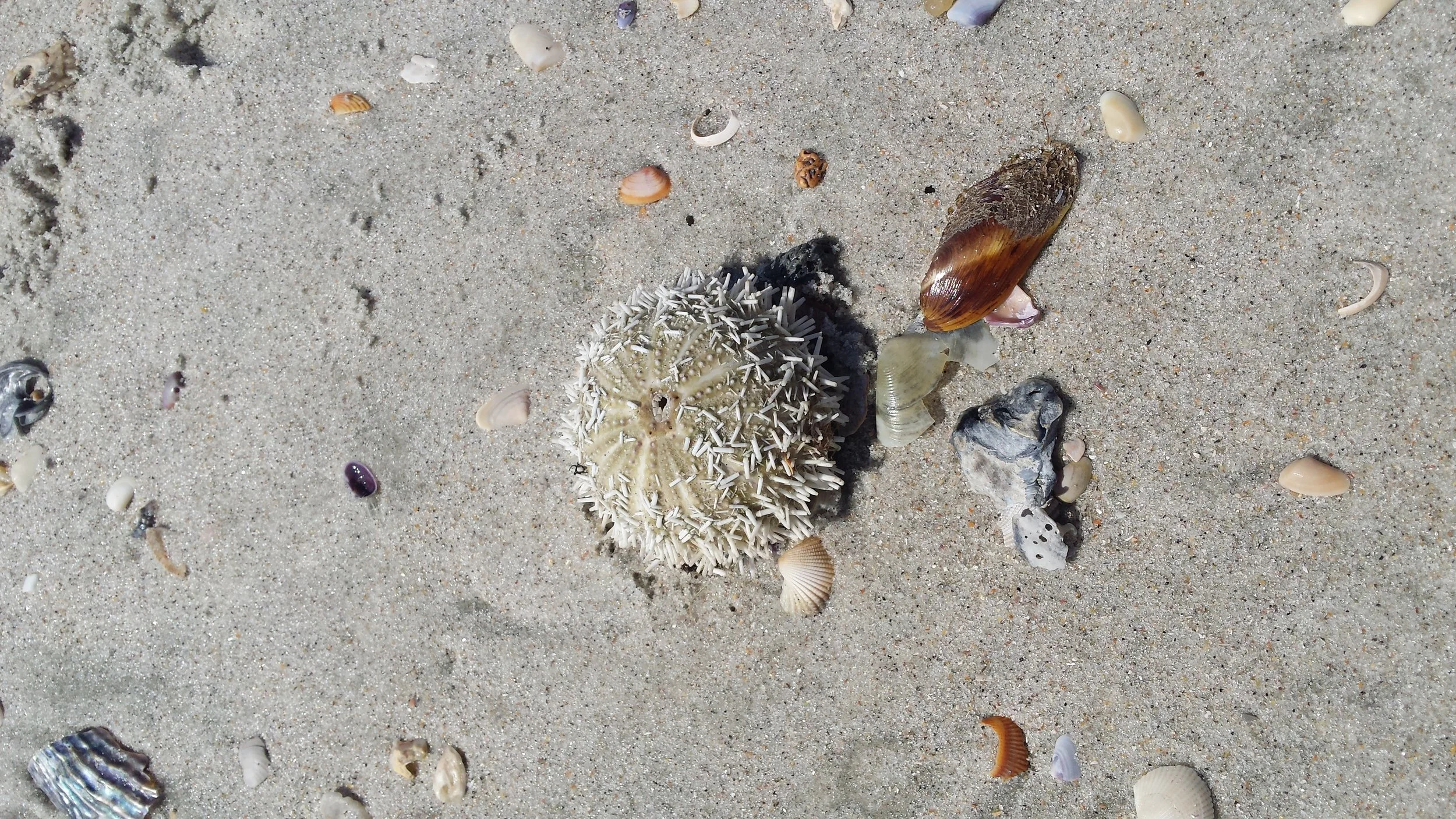 Little sea urchin and shells on the beach