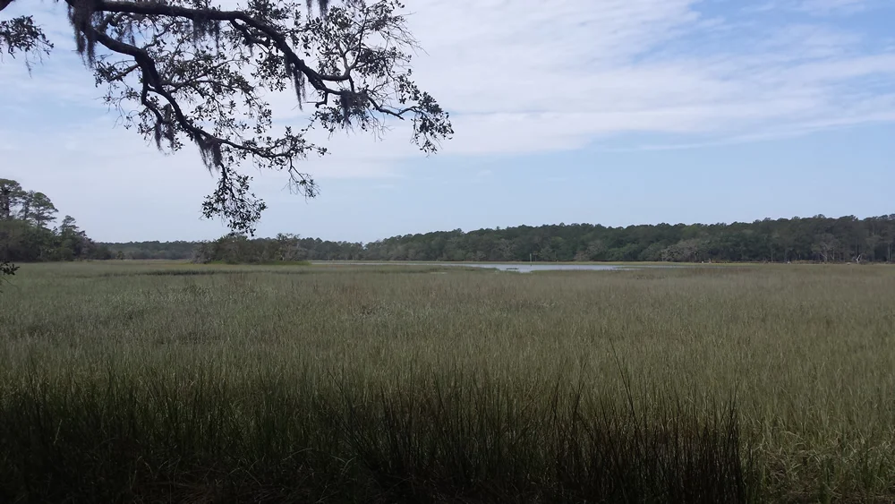 Salt March near the Skidaway Narrows