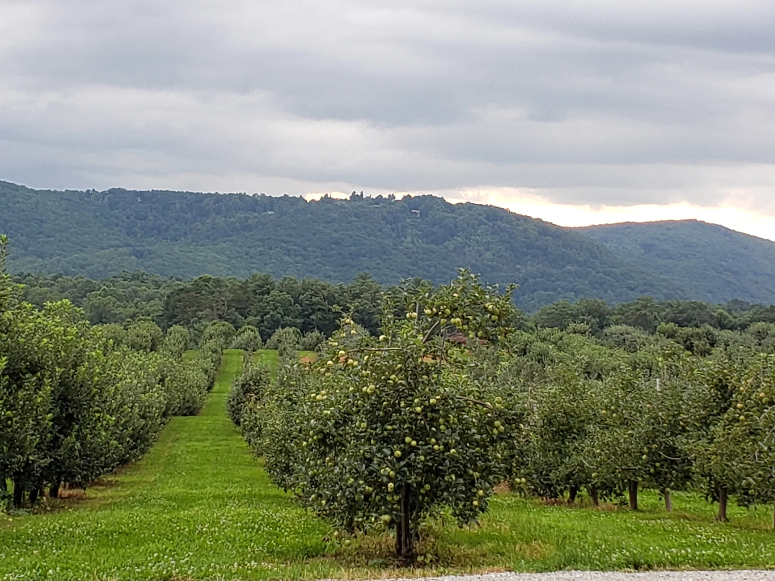 justus-orchards-trees.jpg