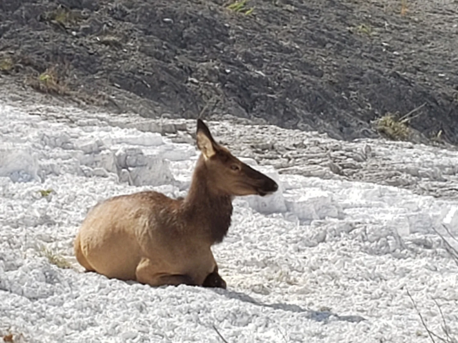 Elk resting on the limestone terrace on Mammoth Springs