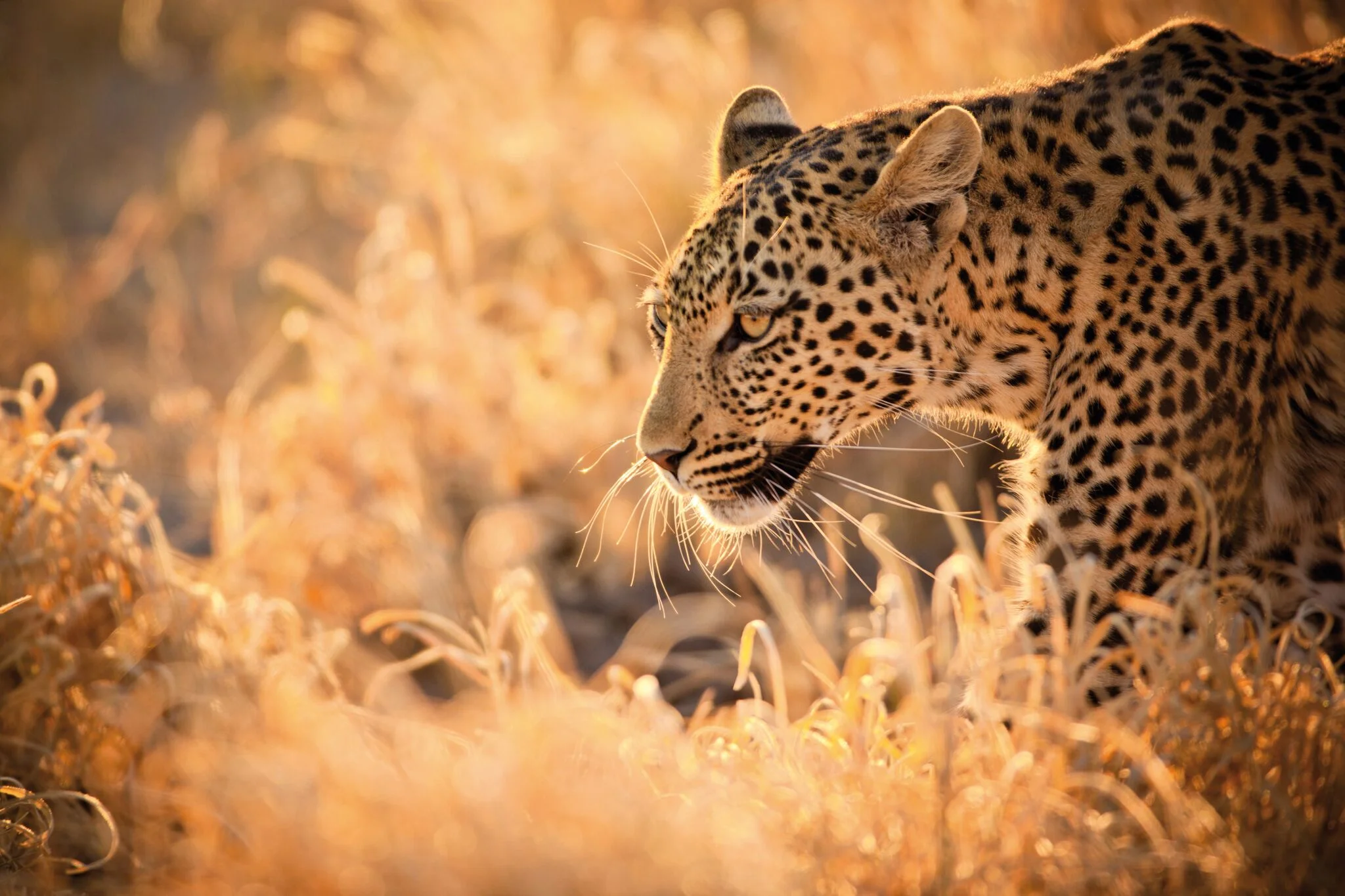 Südafrika-Leopard.jpg