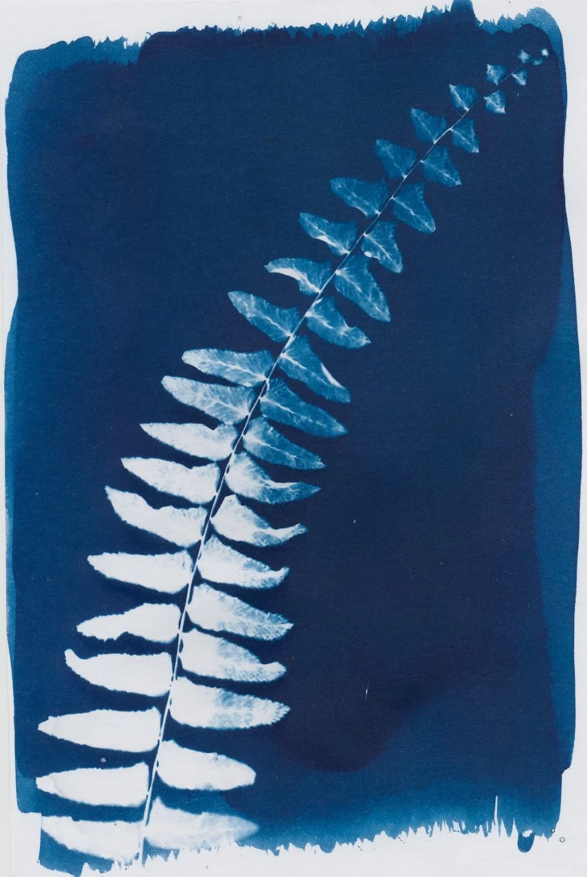 One of Lydia's cyanotypes, from her instagram @delayedrays