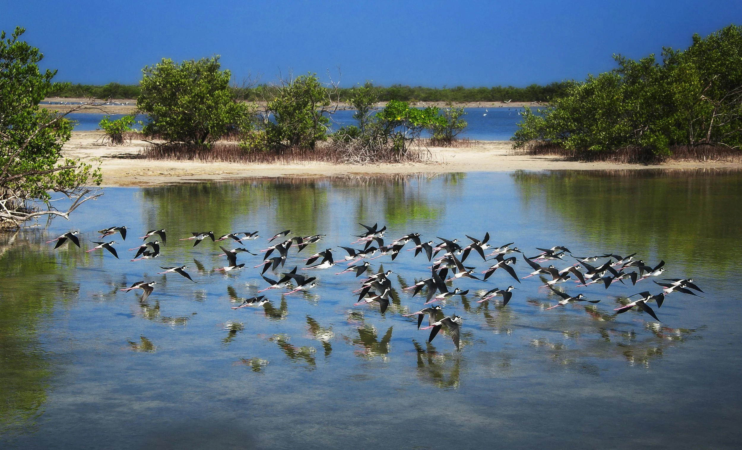 A Gaggle of People