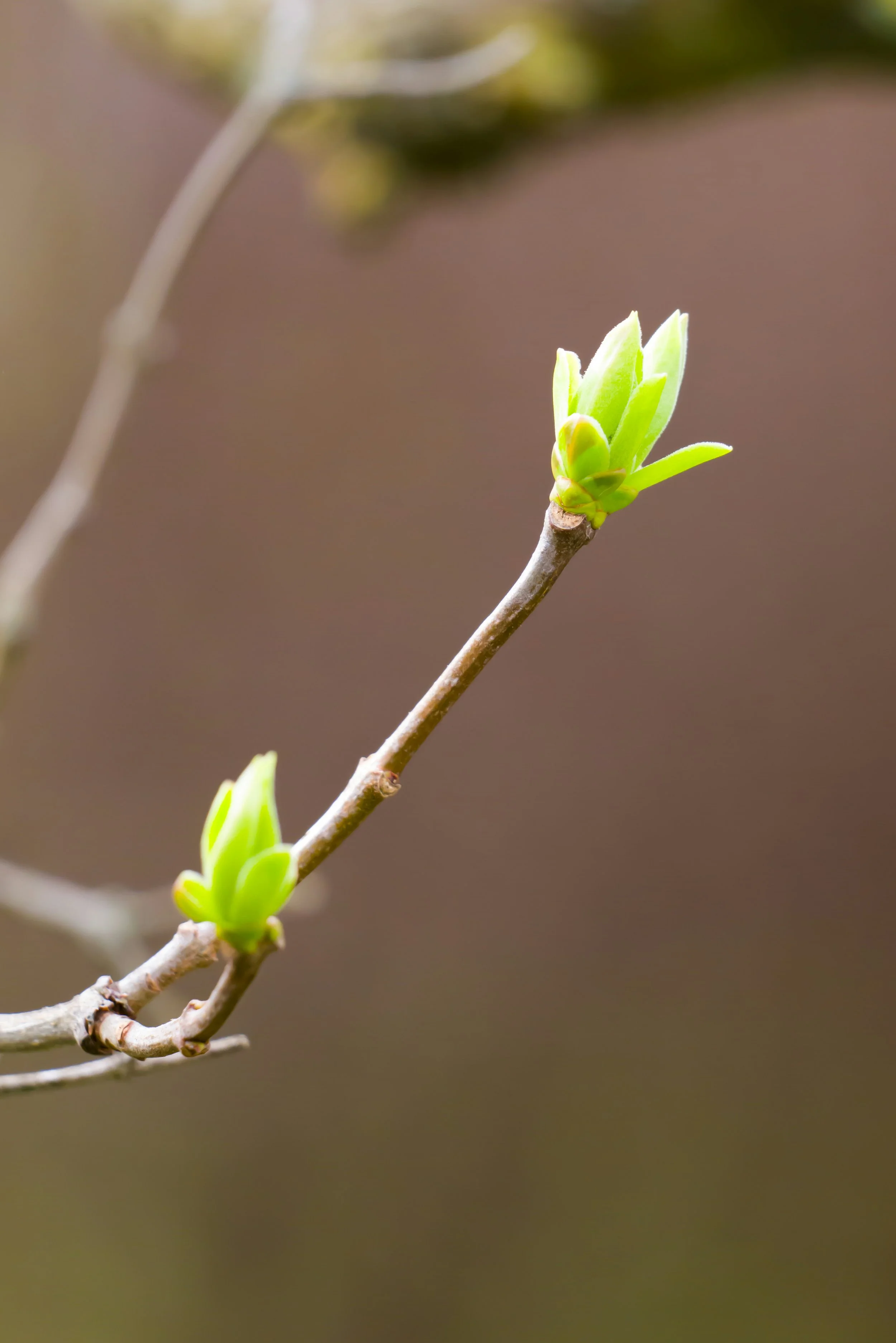 Tender Shoots: Anticipation and Hope