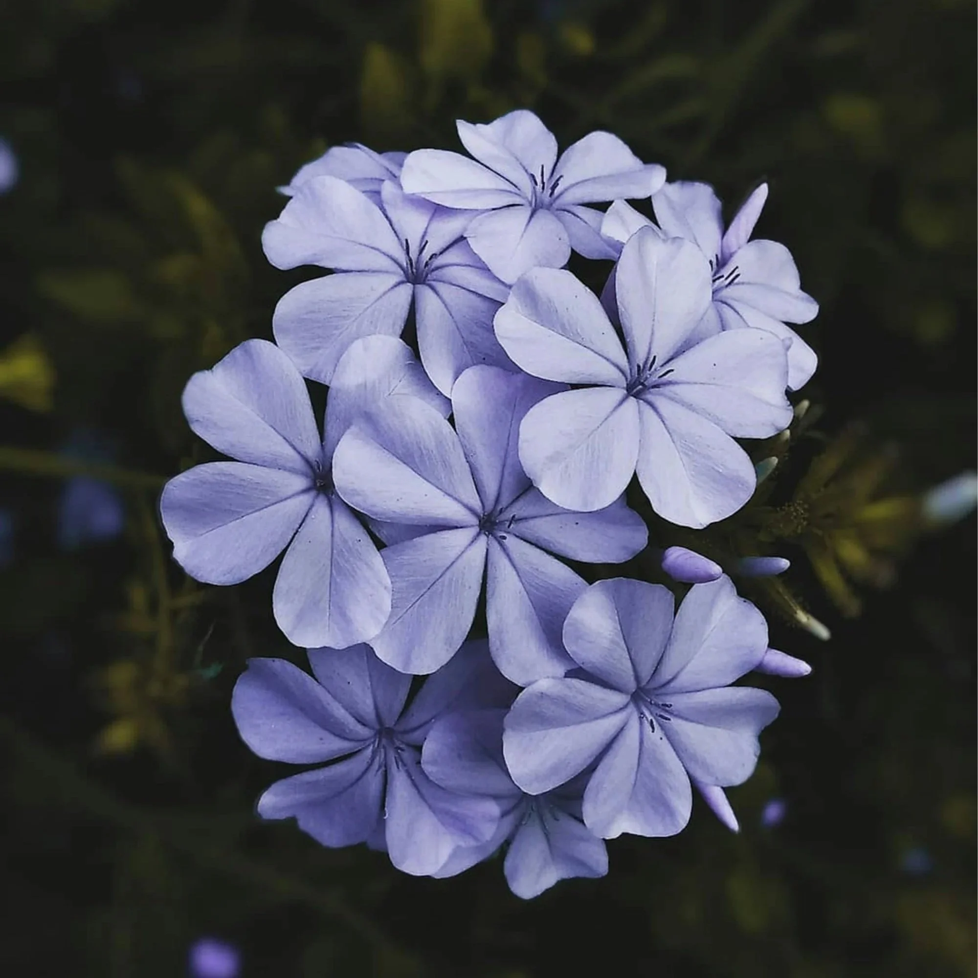 Blossoming: The First Signs of Growth