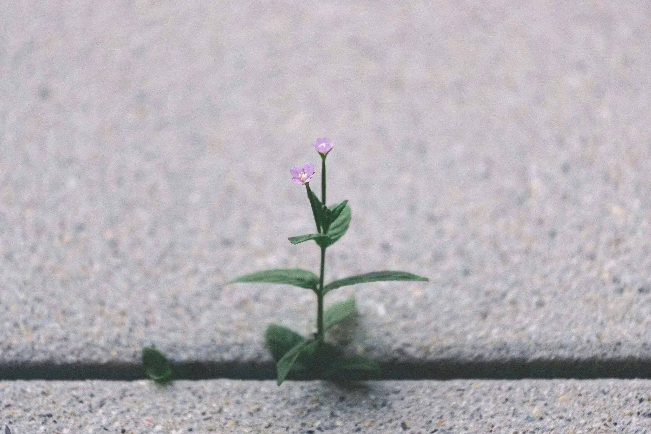 March-April 2026 GAB Gazette 