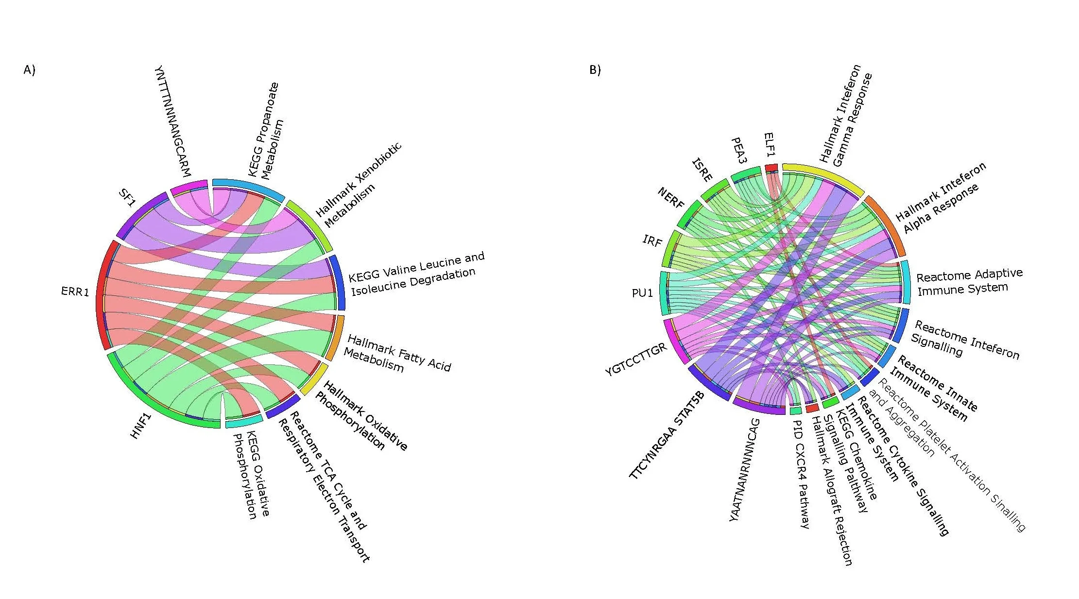 Charting the transciptional landscape_ShanklandLab.jpg