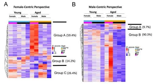 aging gene dynamics.jpg