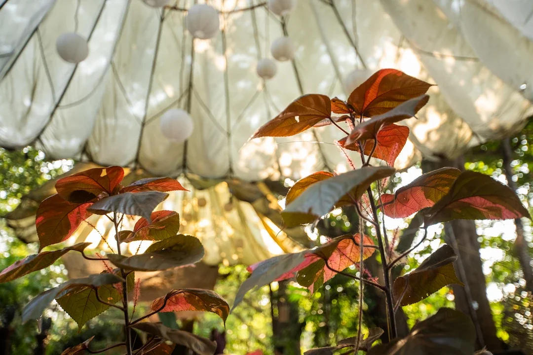 Close-up of reddish-brown and green leaves with sunlight filtering through a white canopy, creating a serene, natural retreat atmosphere.