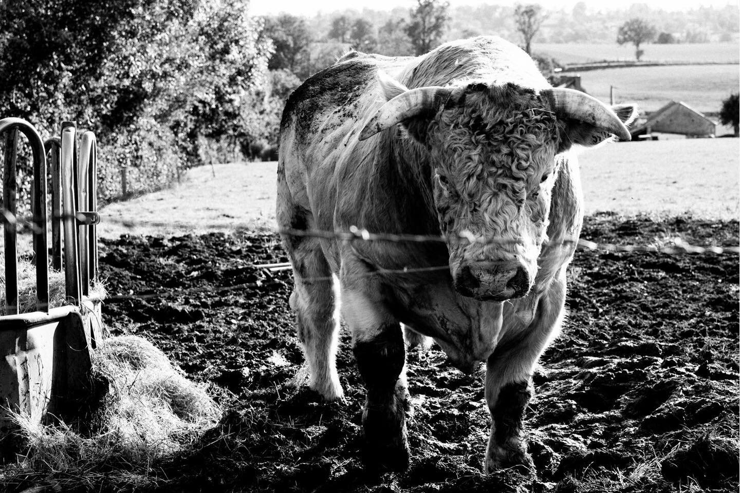 #saitetherence #auvergne #allier #bnwphotography #taureau #bull