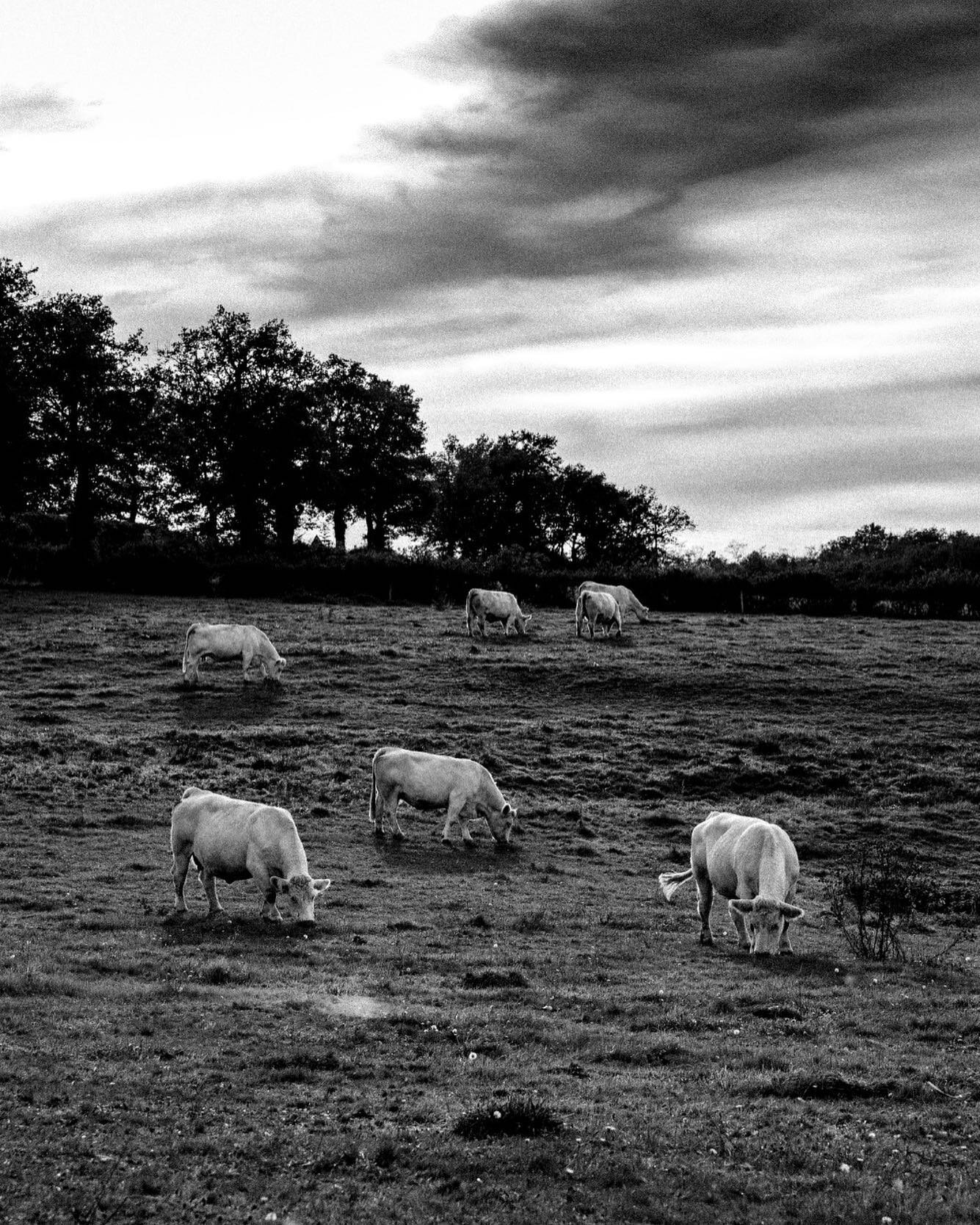 #cows #saitetherence #vaches #auvergne #allier #bnwphotography