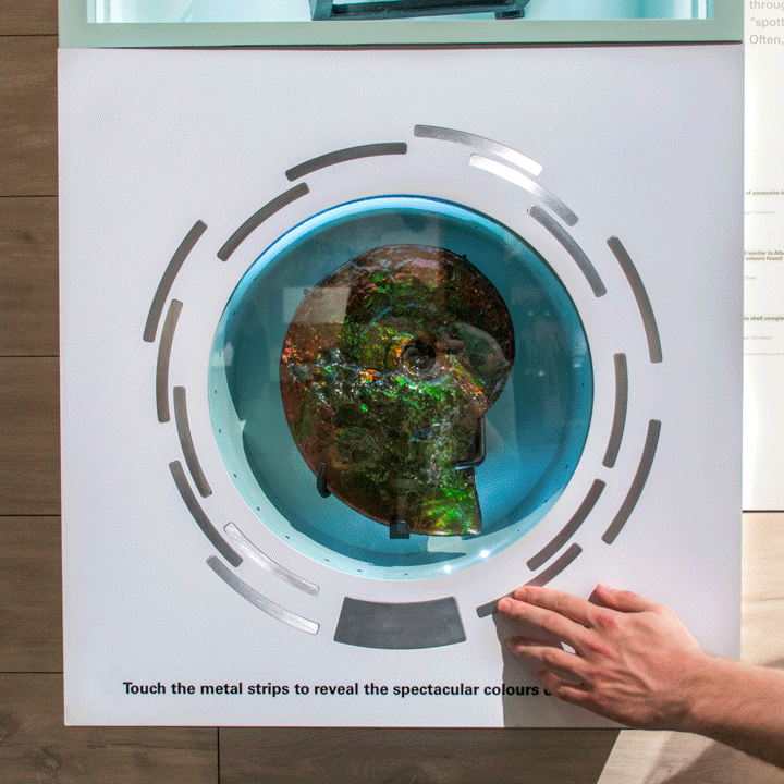ammonite-interactive-720.gif