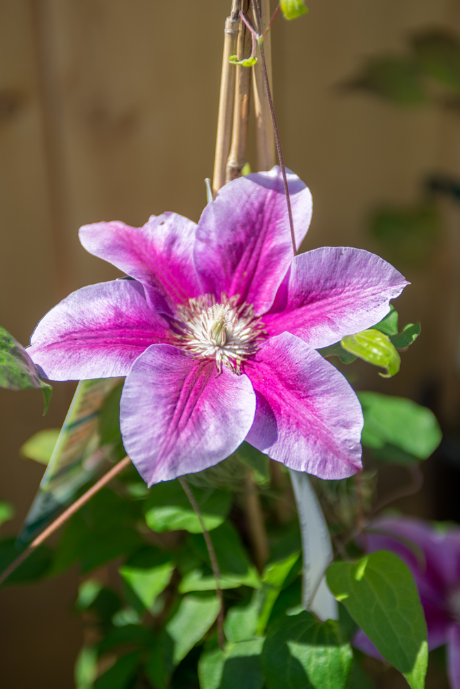  Clematis 