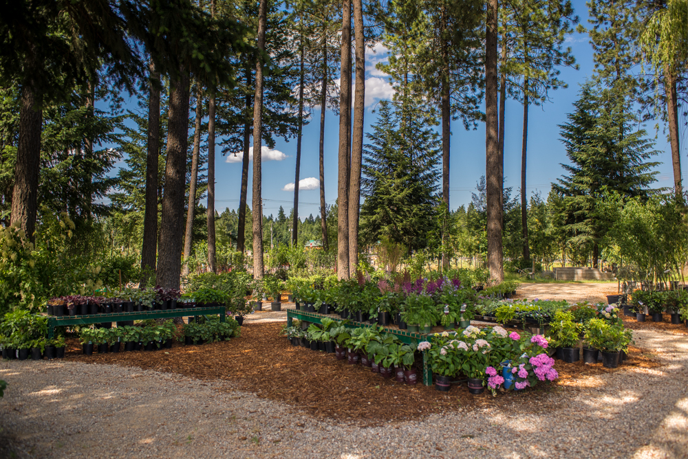  Some of our shade lovers under the natural cover of our mature fir and pine forest. &nbsp;Astilbe, hydrangeas, bleeding heart, hosta, h euchera  