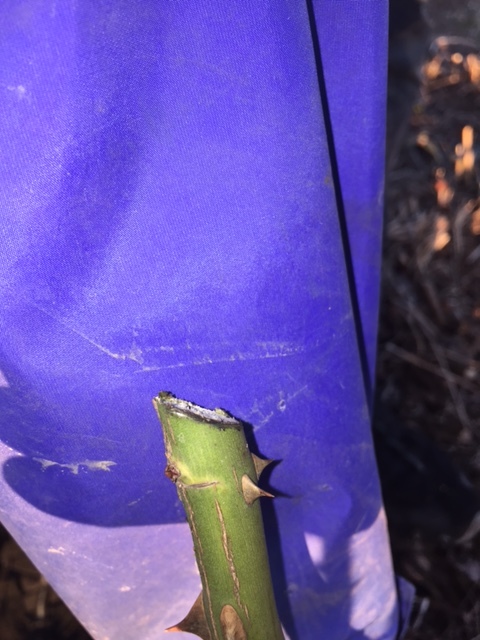 Pruned cane