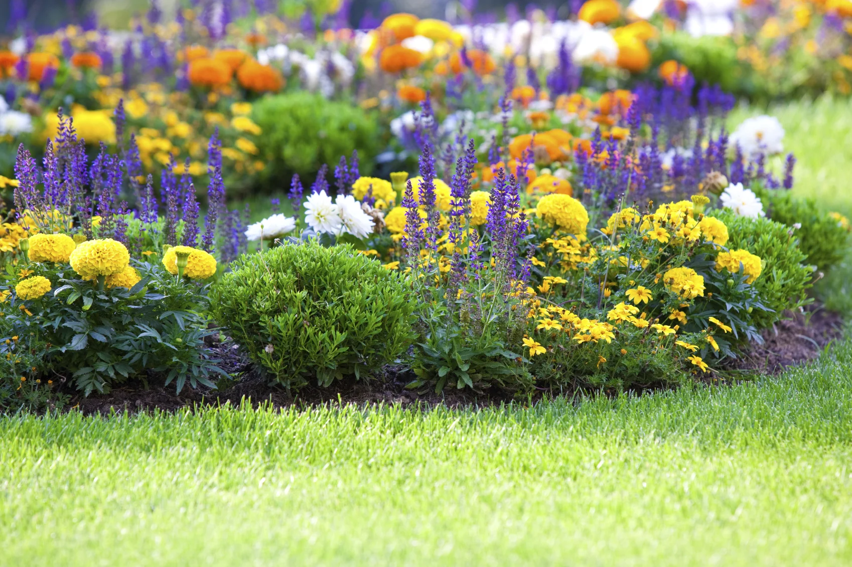 Annuals vs Perennials and the Beauty of the Mixed Border