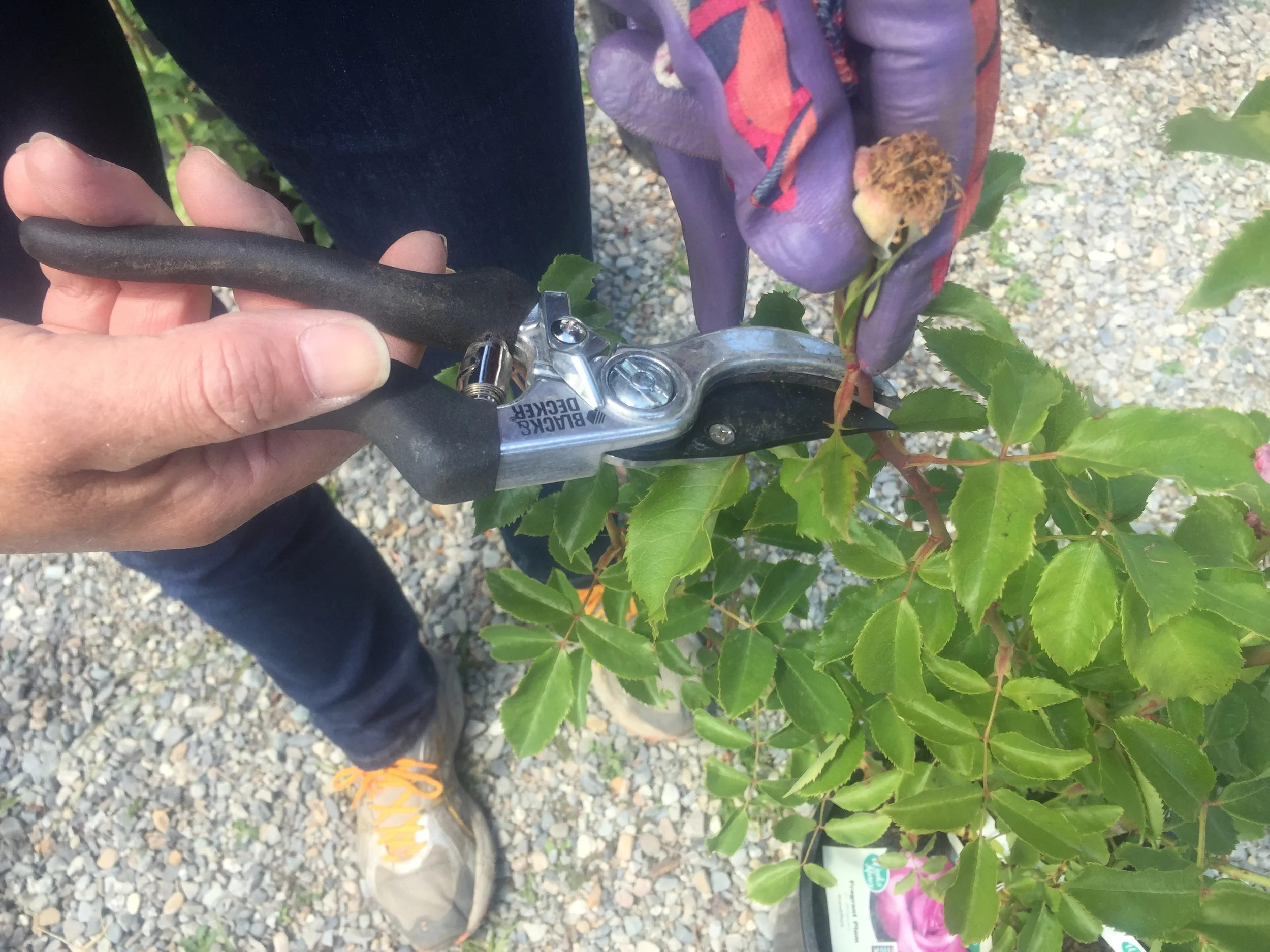  Typical prune located just below the spent bloom. 