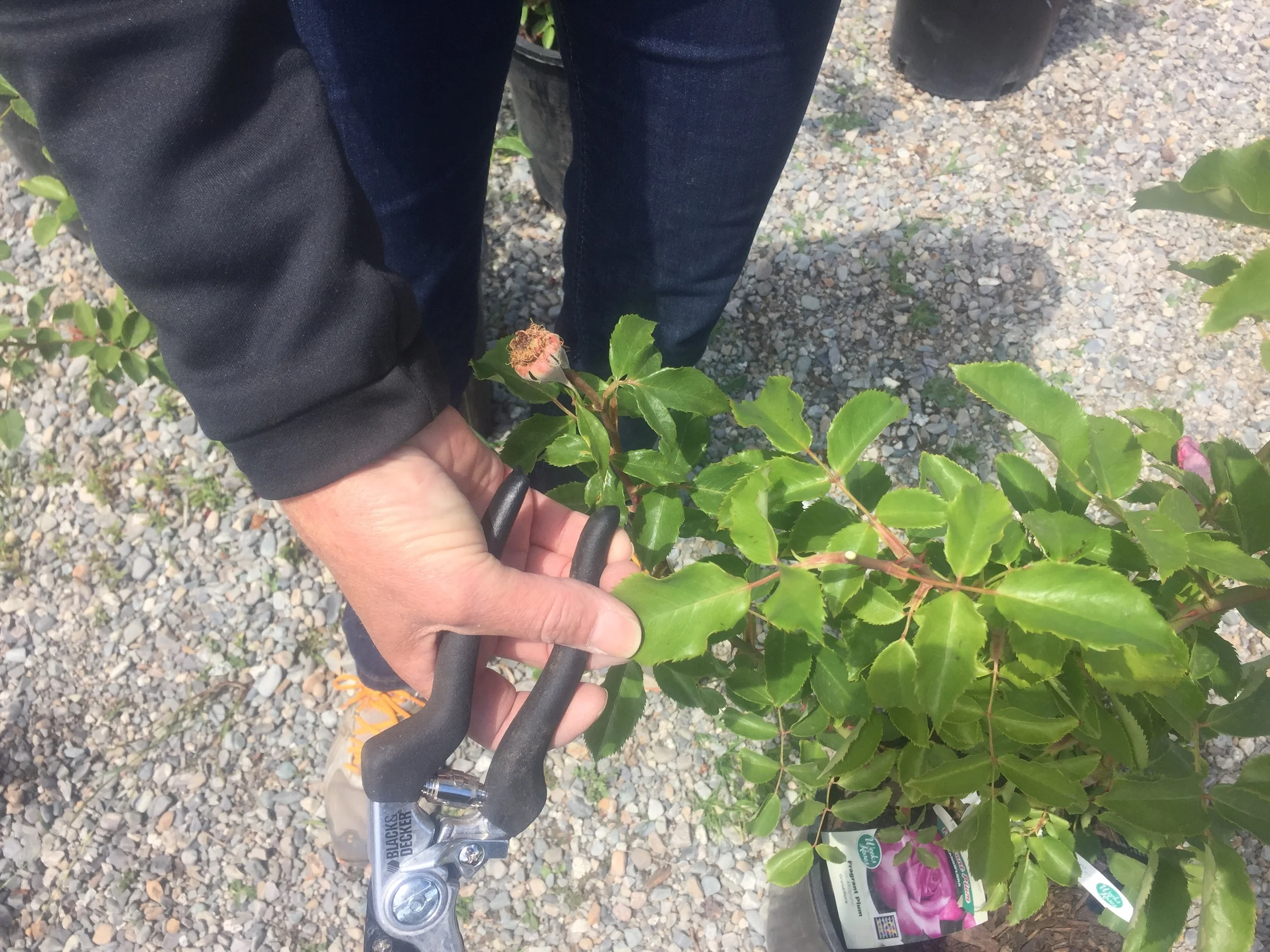  Pruning just below the spent bloom typically leaves a set of 3 leaves as shown here. 