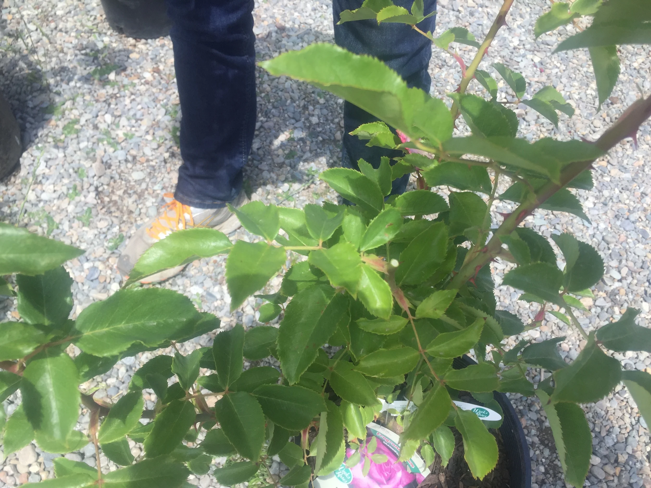 Suggested Prune After