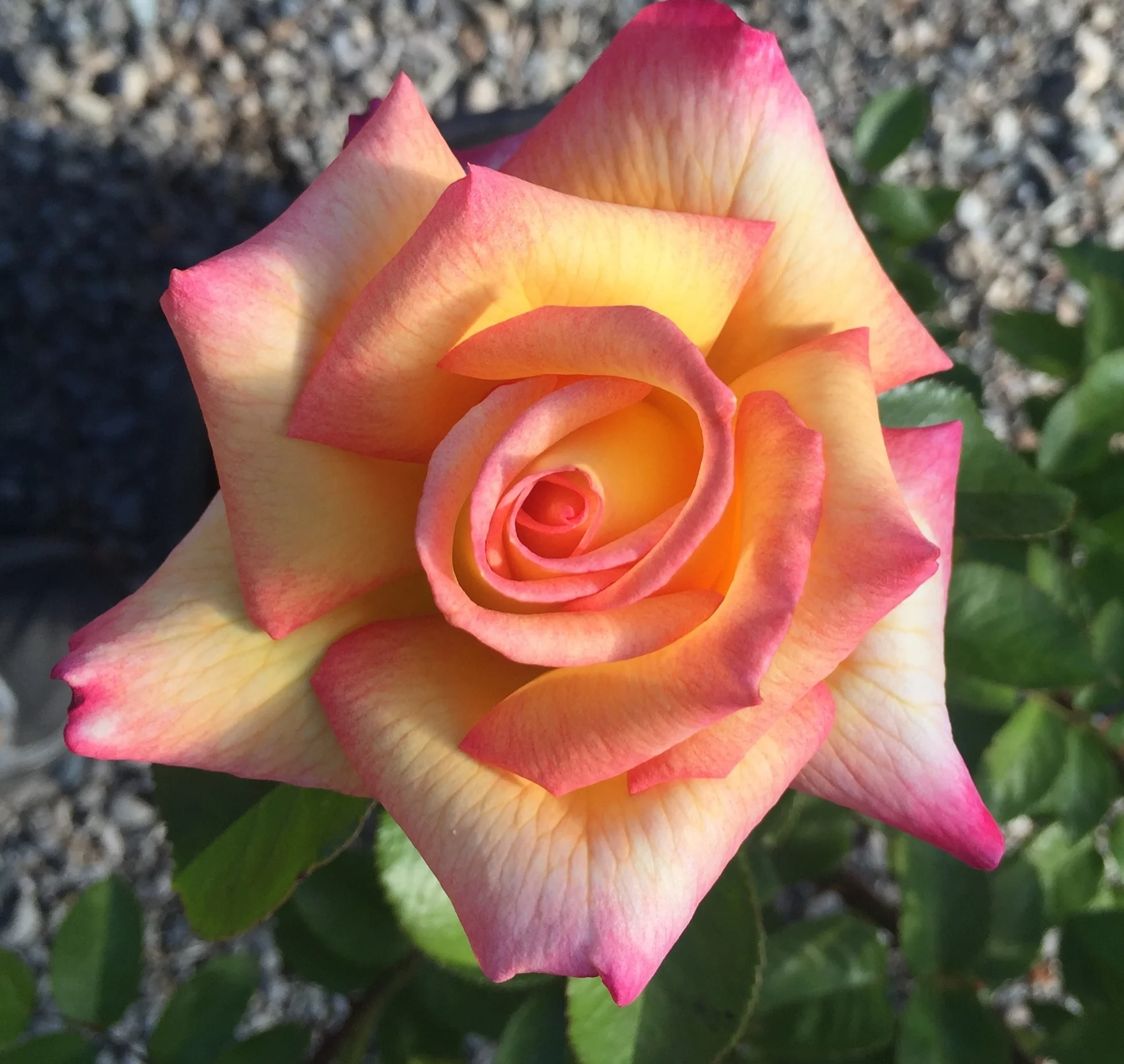 Summer Pruning of Tea Roses for Optimum Re-bloom