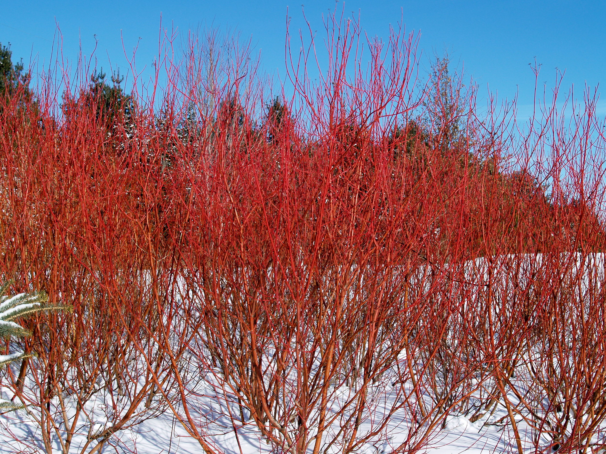Image of Coppertina ninebark shrub in winter