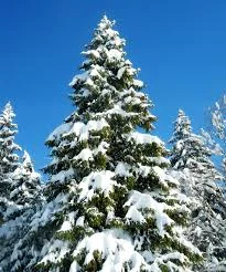 The Winter Landscape - Part 4/5 - Evergreens