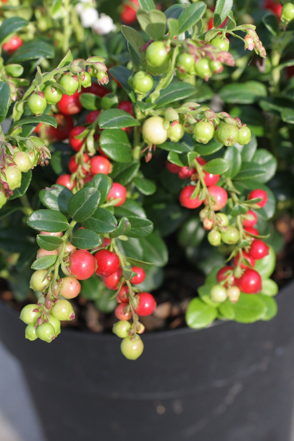White Cherry Currant — New Leaf Nursery