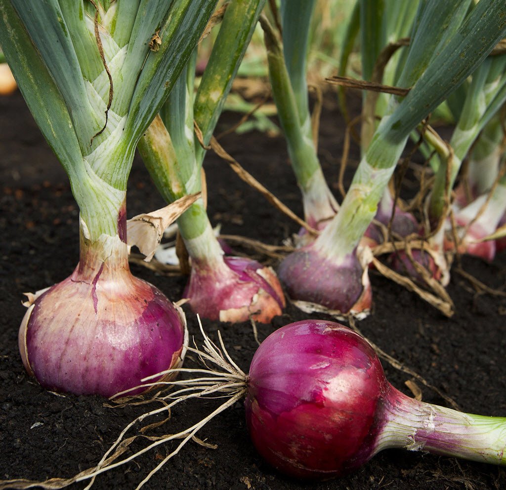 how+to+grow+red+onions.jpeg