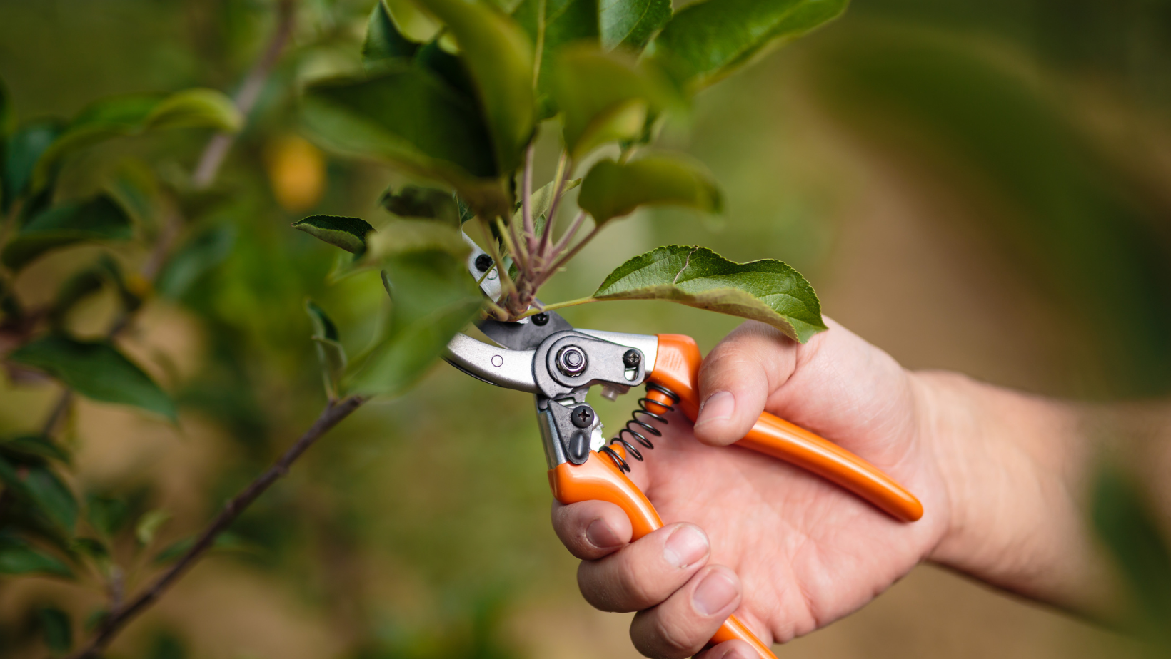 Pruning Basics with Laurie