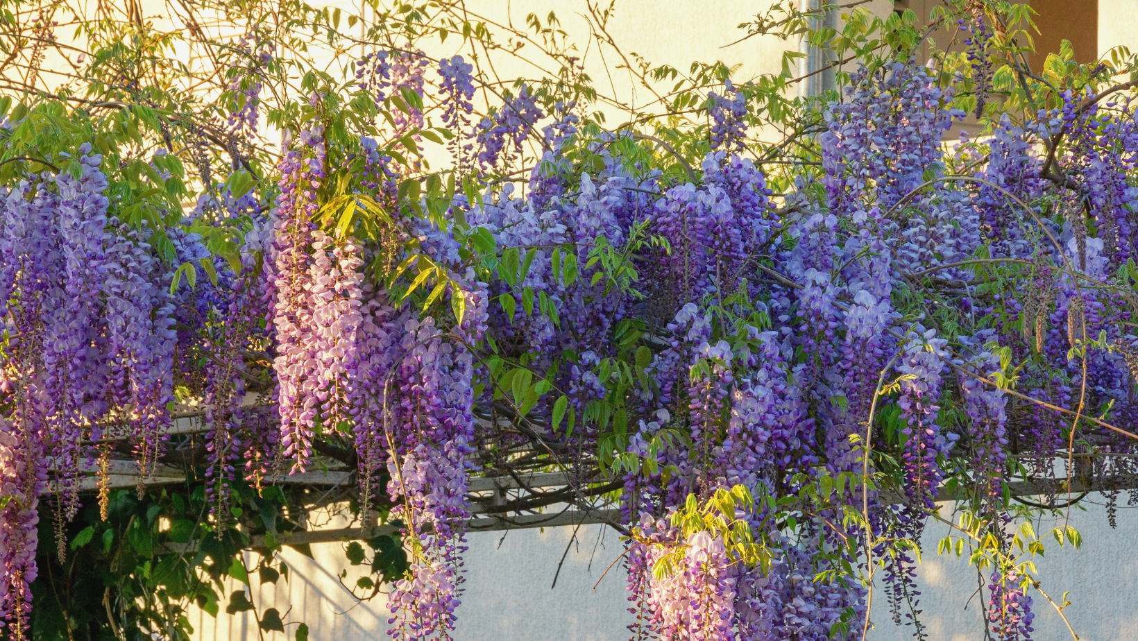 Untitled design-56 copy 7.png