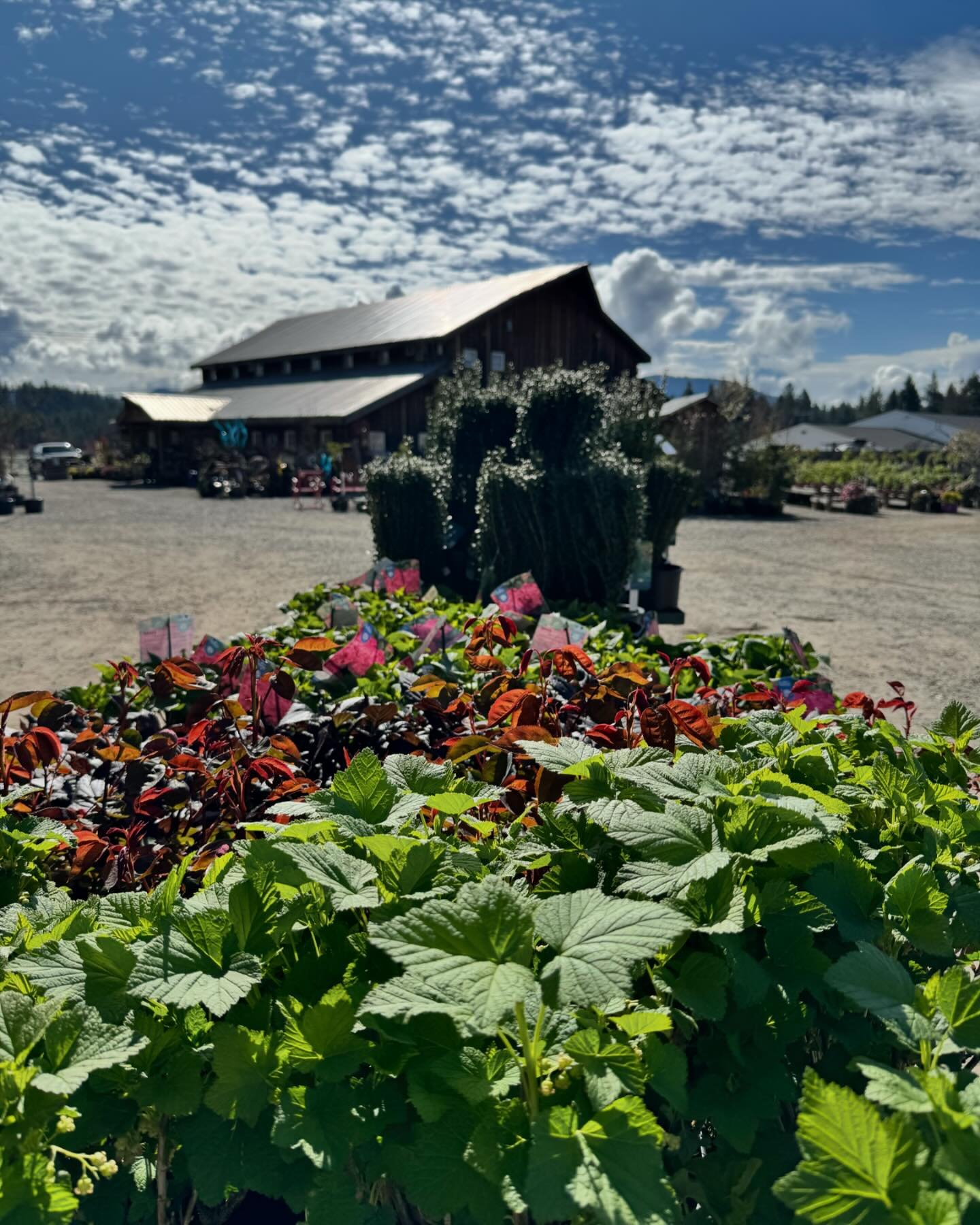 ☀️ It&rsquo;s a beautiful day for some Spring gardening! The nursery is filling up fast and the blooms are absolutely beautiful! 🌸🪻🌷🌻