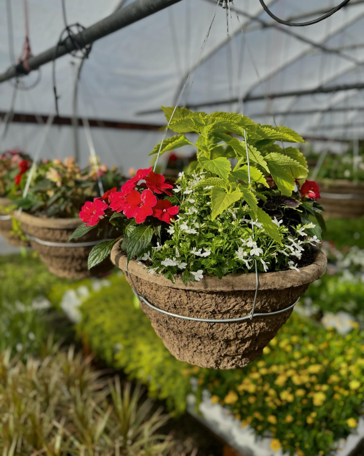 💐 Elevate your outdoor space this Spring with a hanging flower basket!

Did you know that all of our annuals in our baskets are planted and grown in our greenhouse? We take pride in cultivating all our annuals from seed, right on-site. Every plant a