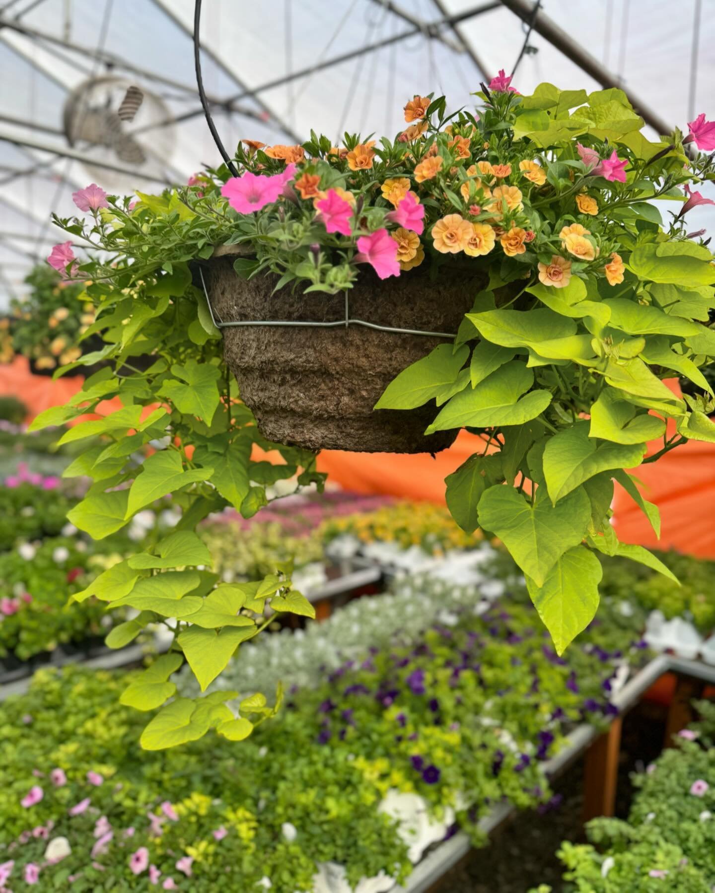       ELEVATE YOUR OUTDOORS   HANGING FLOWER BASKETS NOW AVAILABLE! 